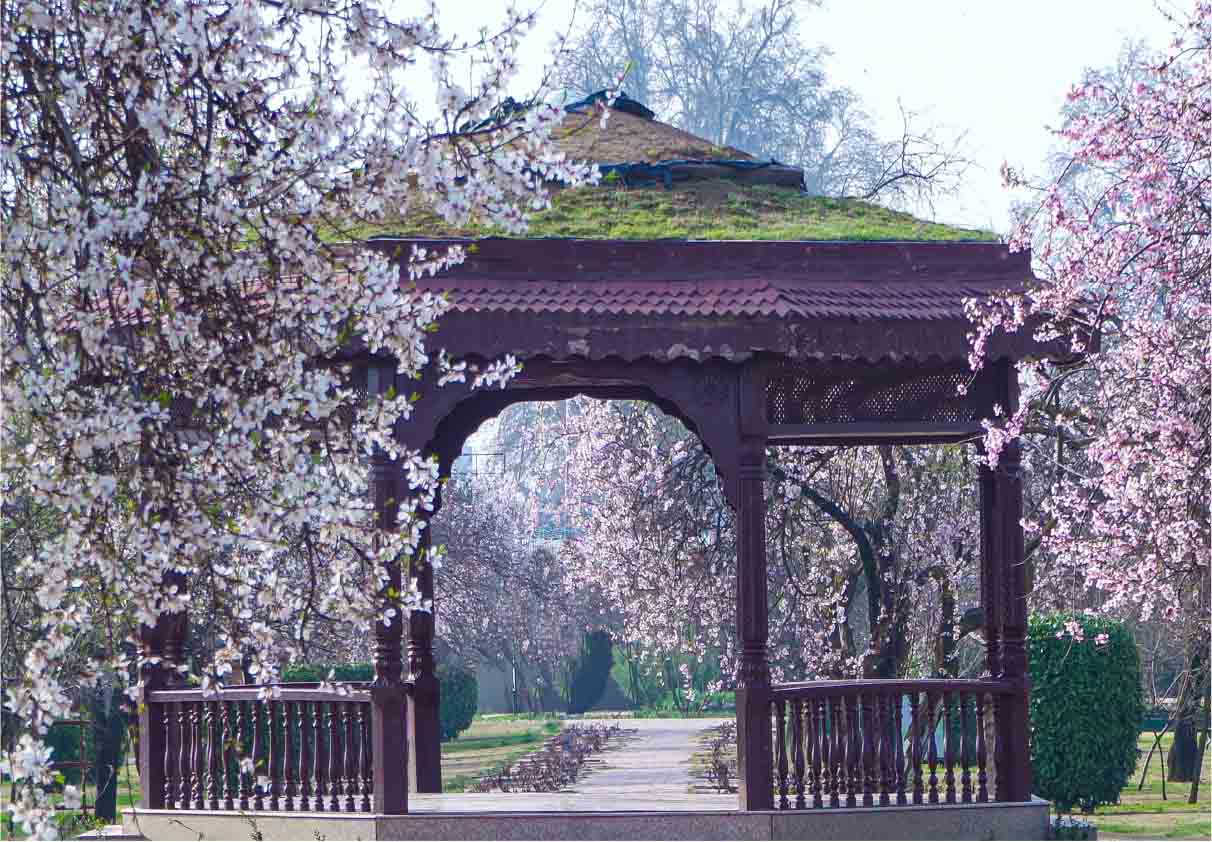 Badamwari Spring Blossom Fest