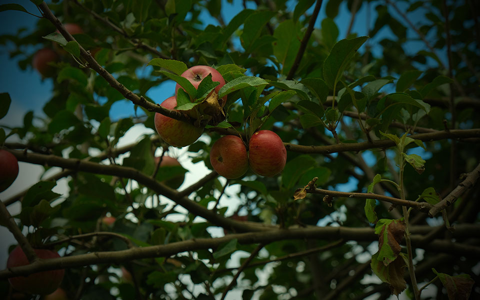 Thanamir Apple Festival