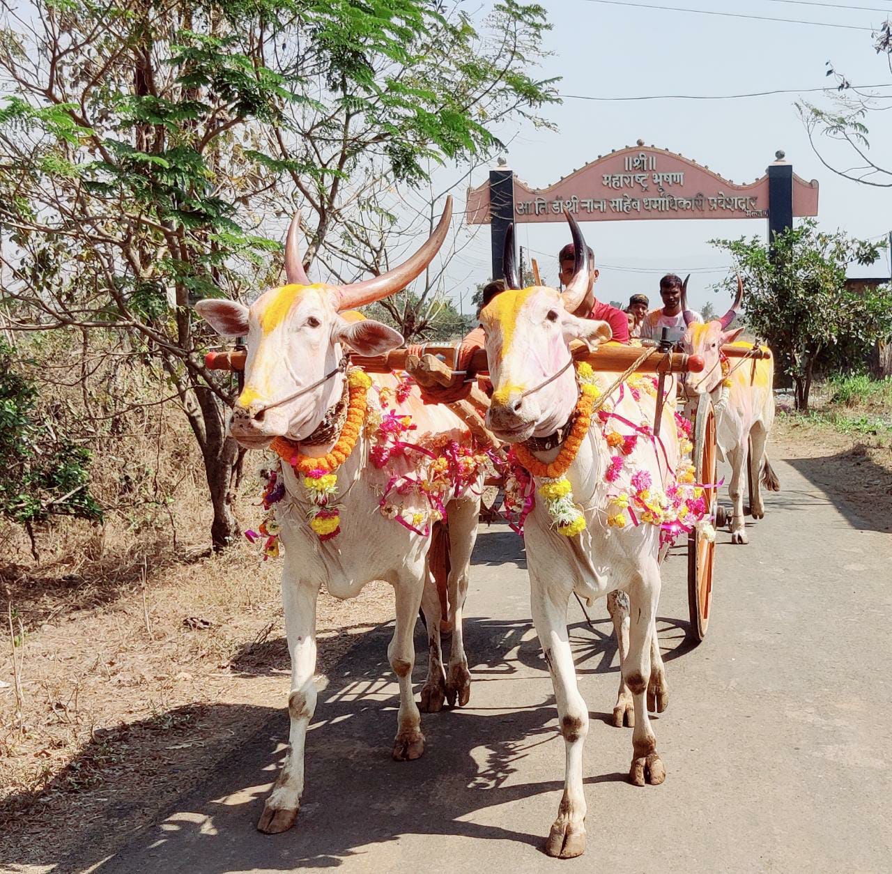 Bull Cart Race Event