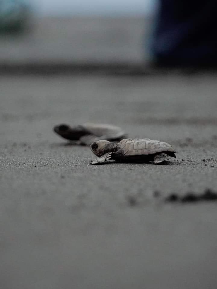 Olive Ridley Turtle Conservation