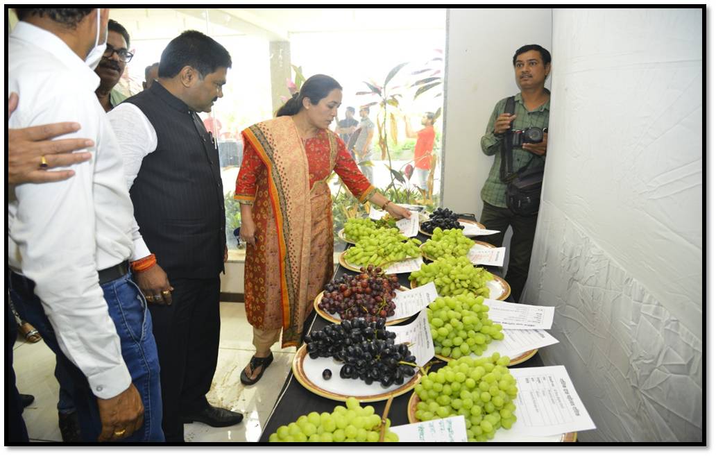 Nashik Grape Harvest Festival