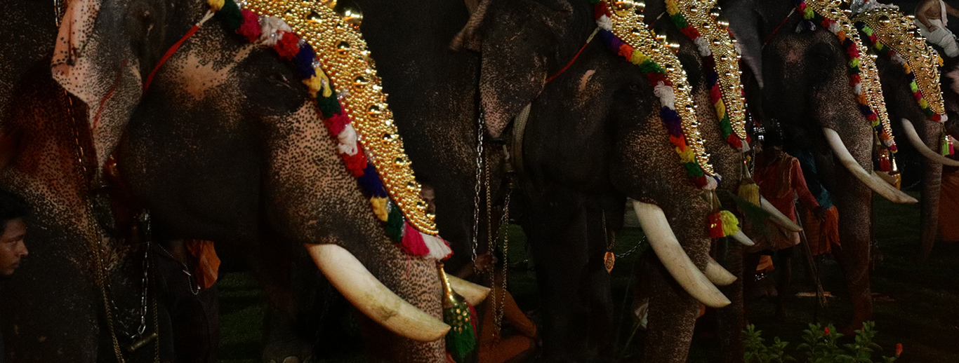 Adoor Gajamela