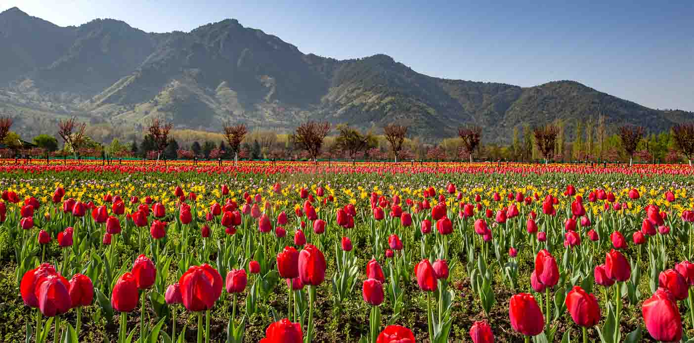 Tulip Festival