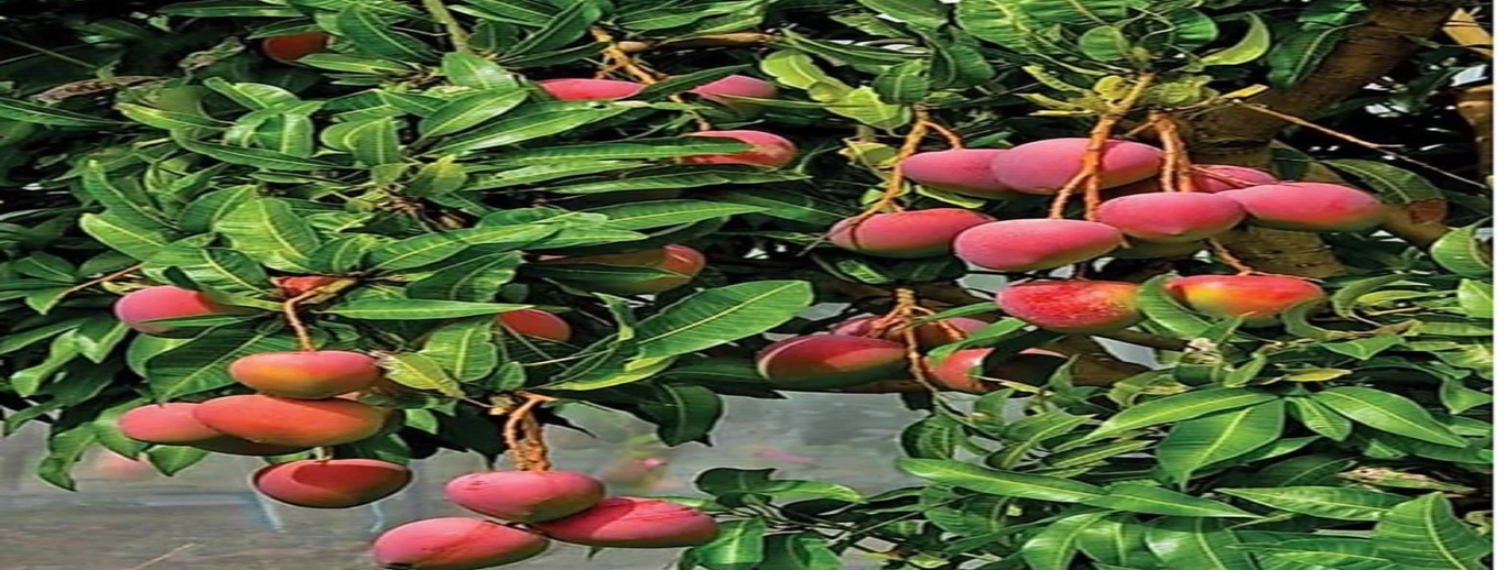 Monsoon Mango Festival