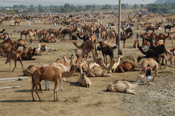 Chandrabhaga Mela