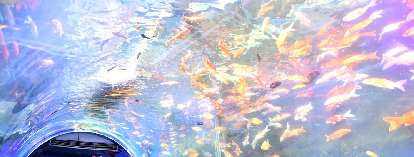 Mermaid Exhibition, Coimbatore