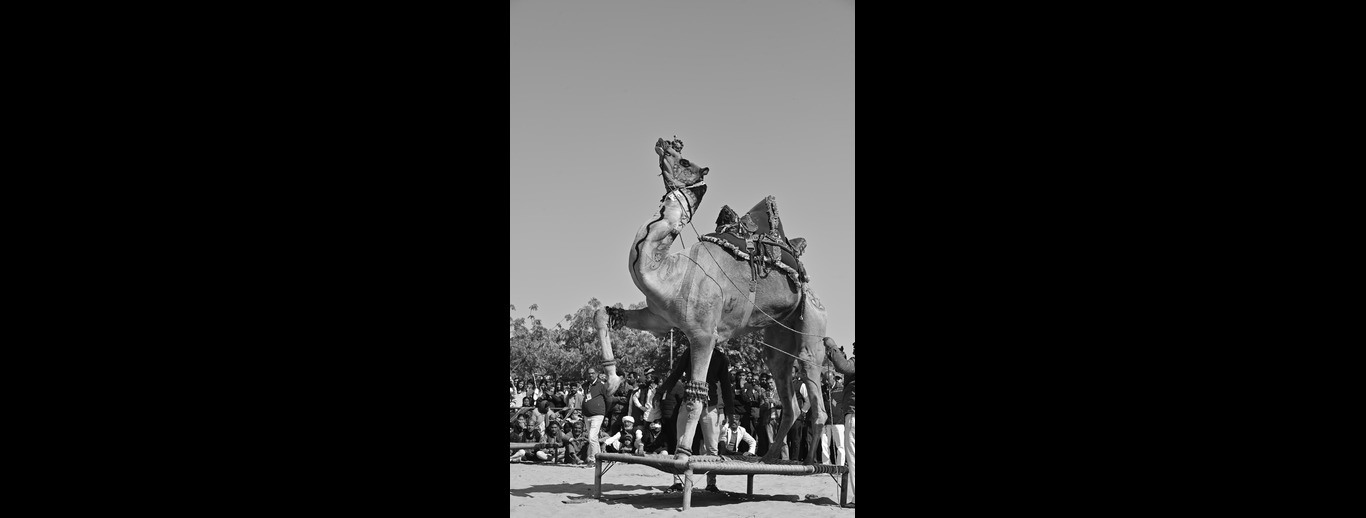 Camel Festival 2025