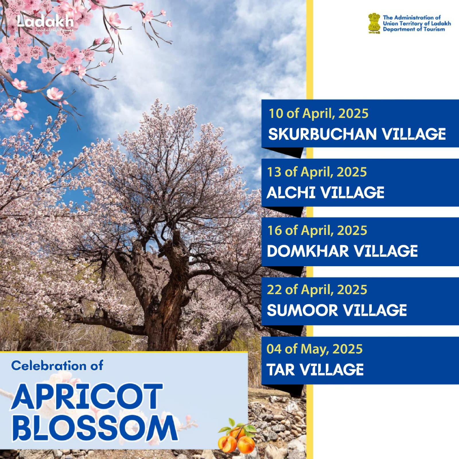 Apricot Blossom Festival