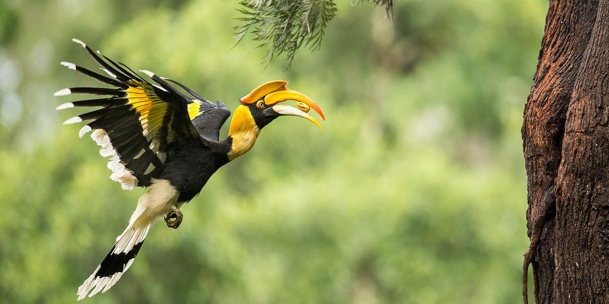 Hornbill Festival, Dandeli & Joida