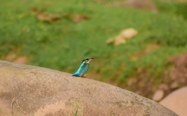 Bird Watching Festival  2022