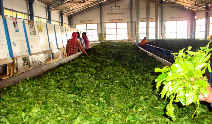Tea and Tourism Festival - Ooty